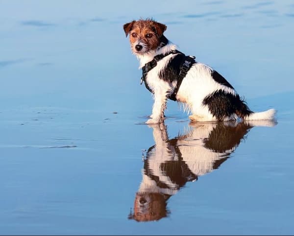 TrueLove Adventure Soft Hundsele Svart Välj storlek: XS