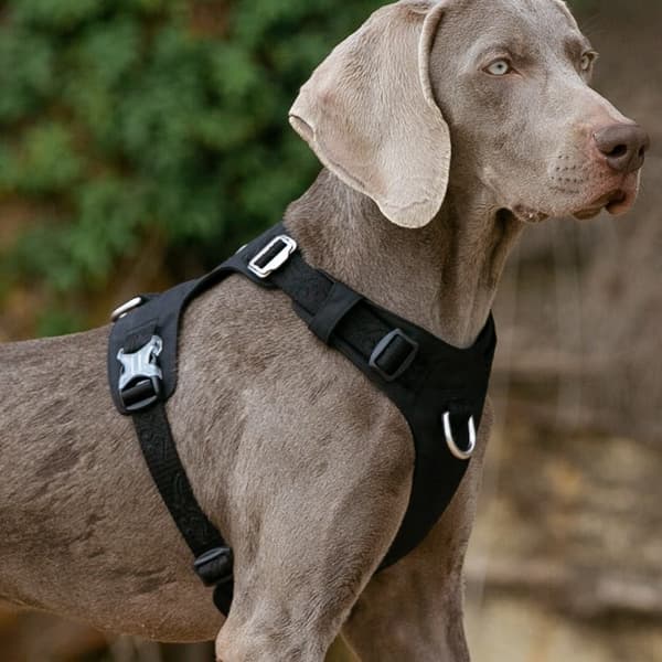 TrueLove Adventure Soft Hundsele Svart Välj storlek: XS