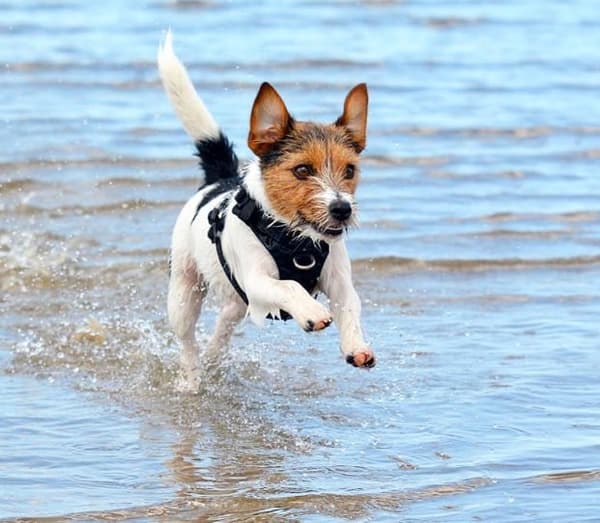 TrueLove Adventure Soft Hundsele Svart Välj storlek: XS