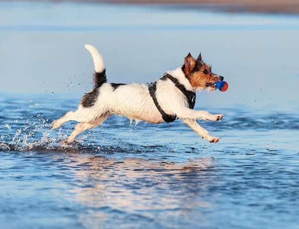 TrueLove Adventure Soft Hundsele Svart Välj storlek: XS
