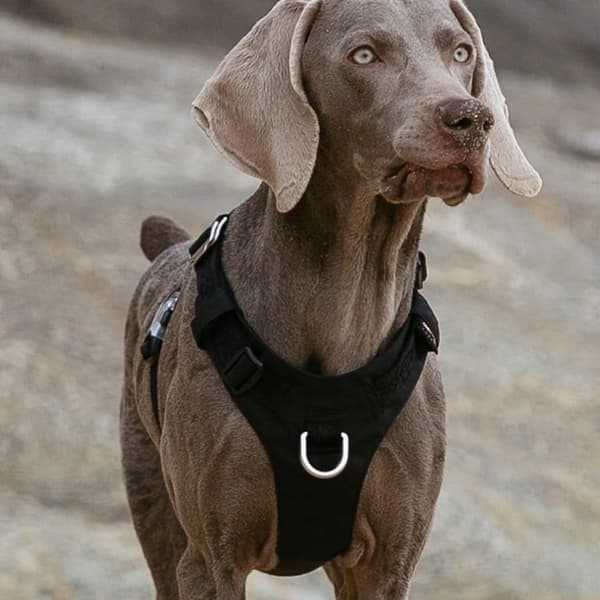 TrueLove Adventure Soft Hundsele Svart Välj storlek: XS