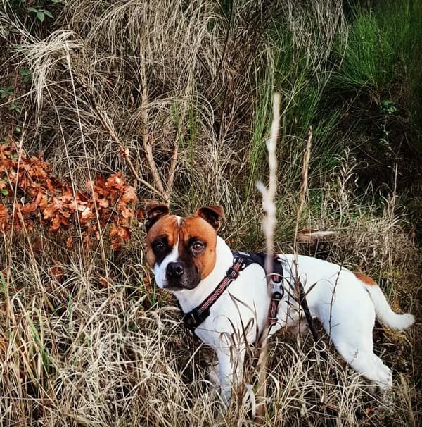 TrueLove Adventure Hundesele Sort Vælg størrelse: XXS