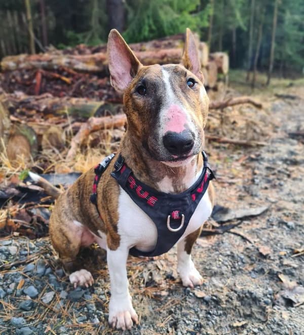 TrueLove Adventure Hundesele Sort Vælg størrelse: XXS