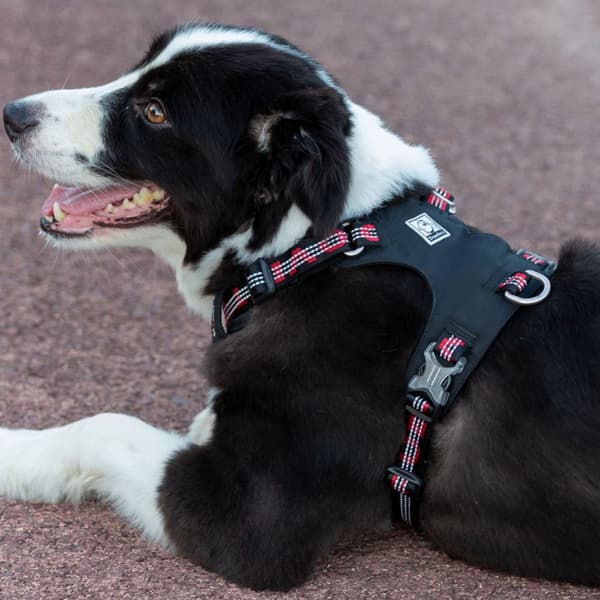 TrueLove Adventure Hundesele Sort Vælg størrelse: S