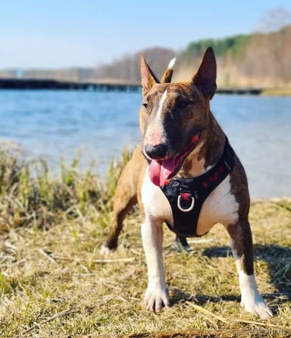 TrueLove Adventure Hundesele Sort Vælg størrelse: S