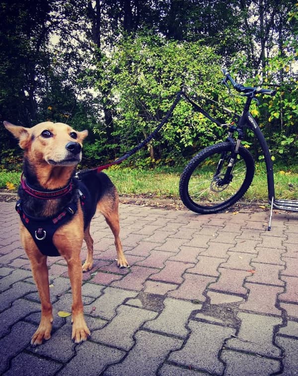 TrueLove Adventure Hundesele Sort Vælg størrelse: S