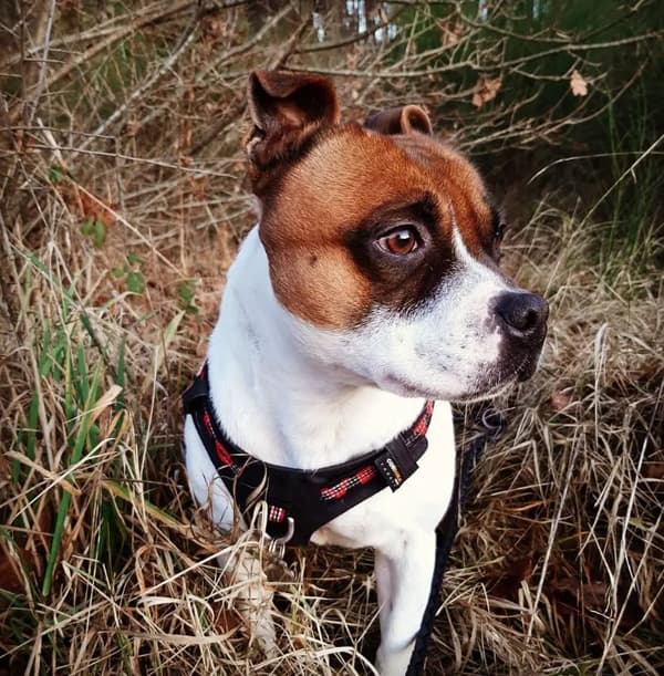 TrueLove Adventure Hundesele Sort Vælg størrelse: S