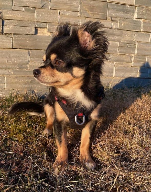 TrueLove Adventure Hundesele Sort Vælg størrelse: L
