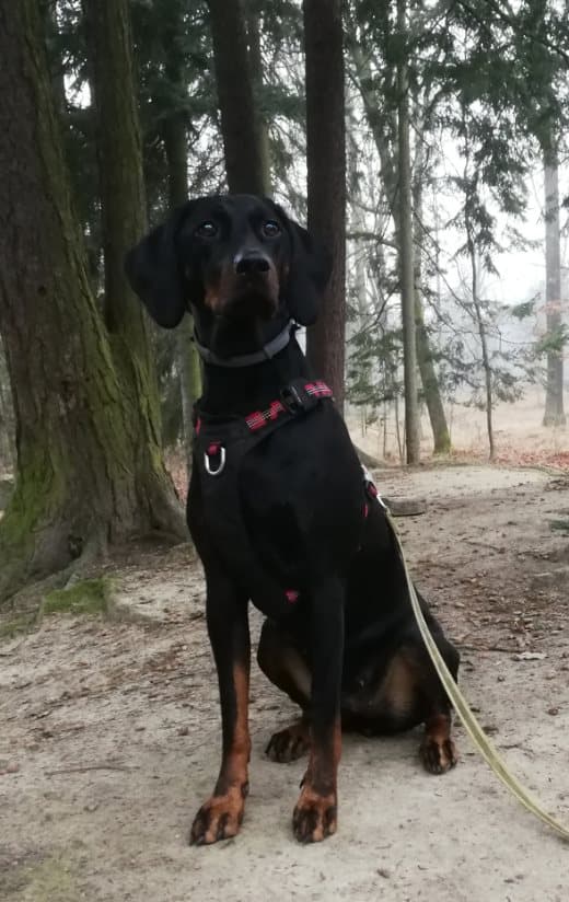 TrueLove Adventure Hundesele Sort Vælg størrelse: L