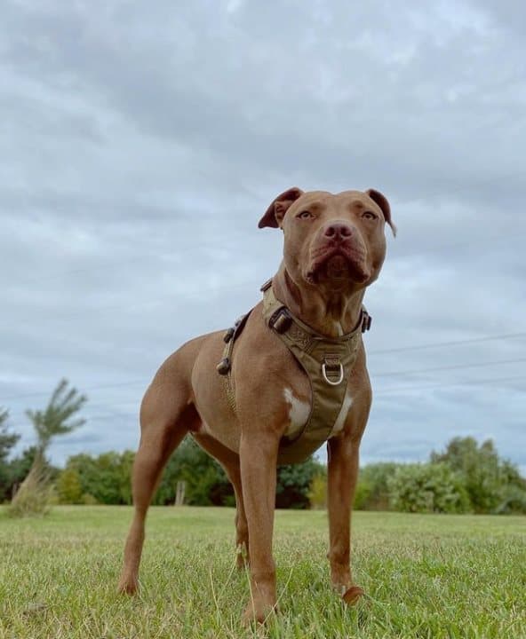 TrueLove Adventure blød hundesele khaki Vælg størrelse: XXS