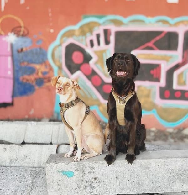 TrueLove Adventure blød hundesele khaki Vælg størrelse: XXS