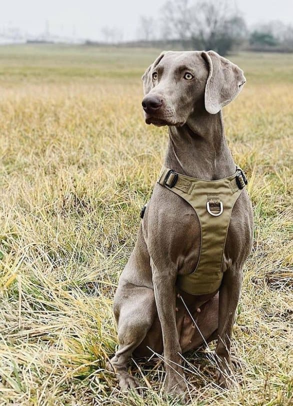 TrueLove Adventure blød hundesele khaki Vælg størrelse: XXS