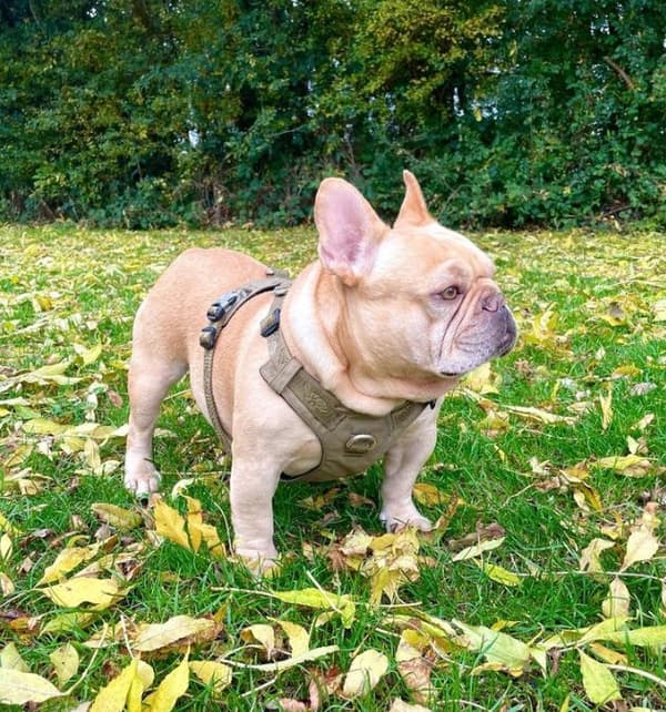 TrueLove Adventure Soft khaki hundsele Välj storlek: XS