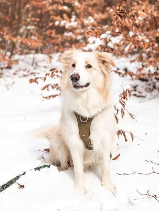 TrueLove Adventure Mjuk Hundsele Khaki Välj storlek: L