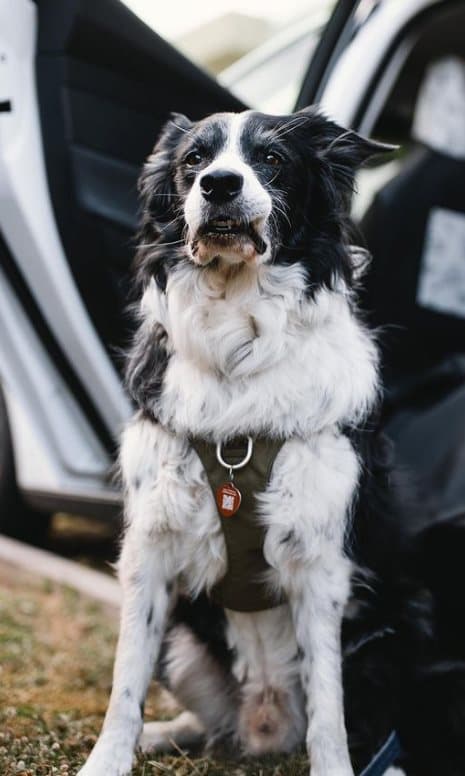 TrueLove Adventure Mjuk Hundsele Khaki Välj storlek: L