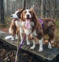 Miniatyrbillede 6 af 6: Adventure TrueLove Khaki Shock Absorber Leash Vælg størrelse: S