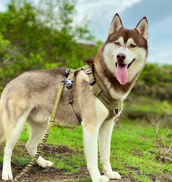 Adventure TrueLove Khaki Shock Absorber Leash Vælg størrelse: S