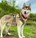 Miniatyrbillede 2 af 6: Adventure TrueLove Khaki Shock Absorber Leash Vælg størrelse: S