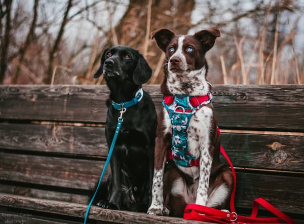TrueLove Tropical Hundsele Turkos Välj storlek: S