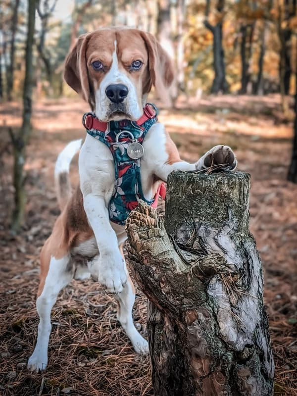 TrueLove Tropical Hundsele Turkos Välj storlek: S