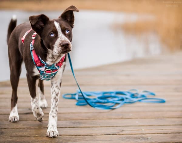 TrueLove Tropical Hundsele Turkos Välj storlek: S