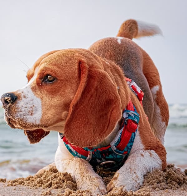 TrueLove Tropical Hundsele Turkos Välj storlek: S
