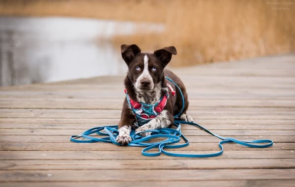 TrueLove Tropical Hundsele Turkos Välj storlek: S