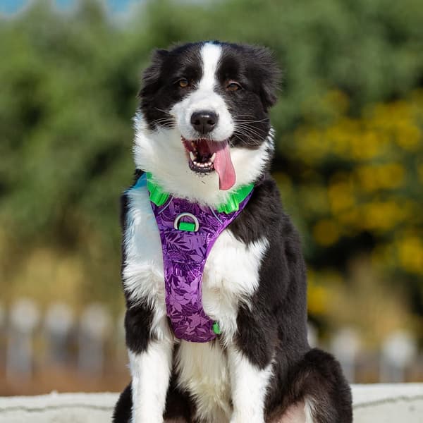 TrueLove Tropical Hundsele Lila Välj storlek: XL