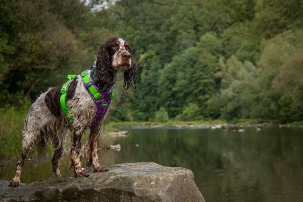 TrueLove Tropical Hundsele Lila Välj storlek: XL