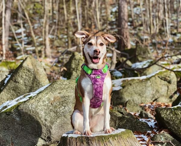 TrueLove Tropical Hundsele Lila Välj storlek: XL