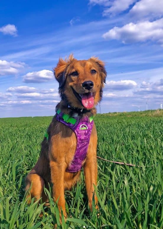 TrueLove Tropical Hundsele Lila Välj storlek: XL