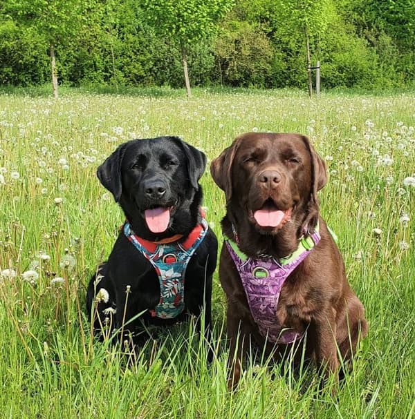 TrueLove Tropical Hundsele Lila Välj storlek: XL
