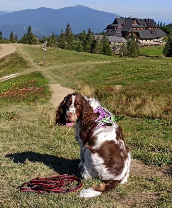 TrueLove Tropical Hundsele Lila Välj storlek: XL