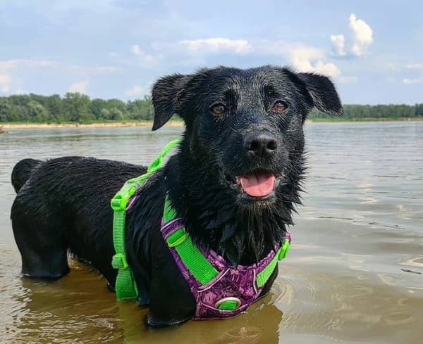 TrueLove Tropical Hundsele Lila Välj storlek: XL