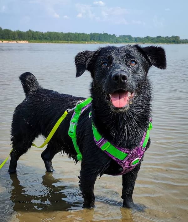 TrueLove Tropical Hundsele Lila Välj storlek: XL