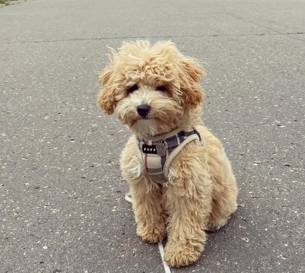 PUPPIA Junior koiran valjas/liivi beige Valitse koko: XS