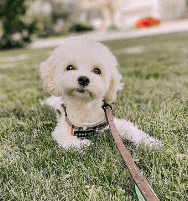 PUPPIA Junior hundesele/vest beige Vælg størrelse: L