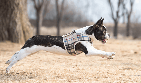 PUPPIA Junior hundesele/vest beige Vælg størrelse: L