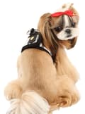 Pikkukuva 2 / 6: PUPPIA Junior koiran valjas/liivi musta Valitse koko: S