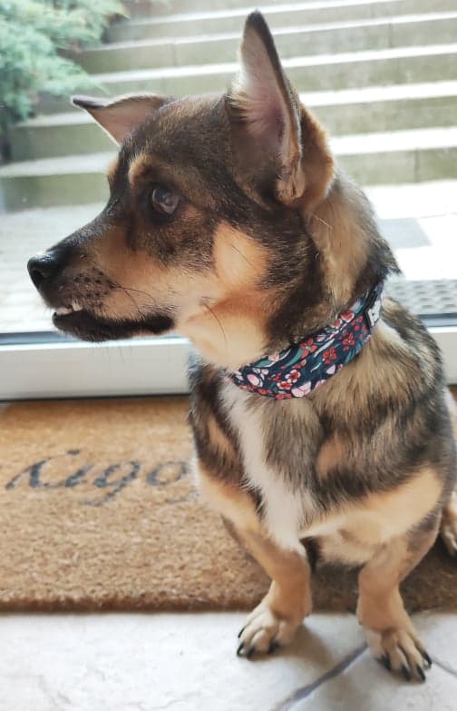 Blossom TrueLove Hundehalsbånd Marineblå-Rød Vælg størrelse: XXL