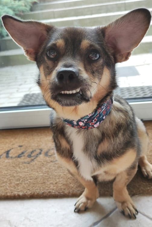Blossom TrueLove Hundehalsbånd Marineblå-Rød Vælg størrelse: XXL