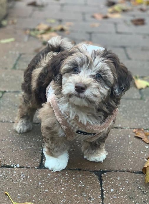 Varm sele/väst PUPPIA Shepherd beige XL