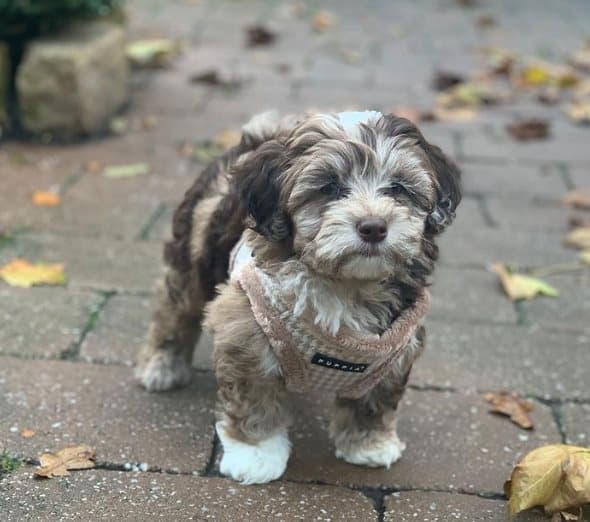 Varm sele/vest PUPPIA Shepherd beige L