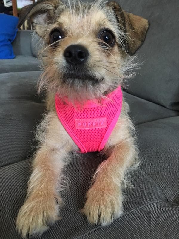 PUPPIA Blød neonrosa sele/vest Vælg størrelse: S