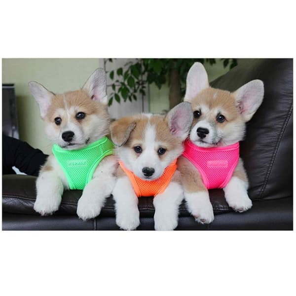PUPPIA Blød neonrosa sele/vest Vælg størrelse: S