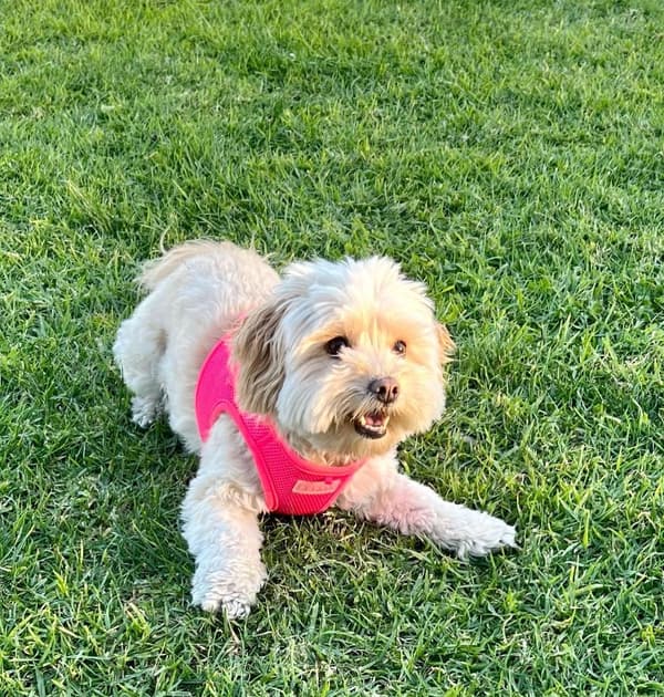 PUPPIA Mjuk neonrosa sele/väst Välj storlek: M