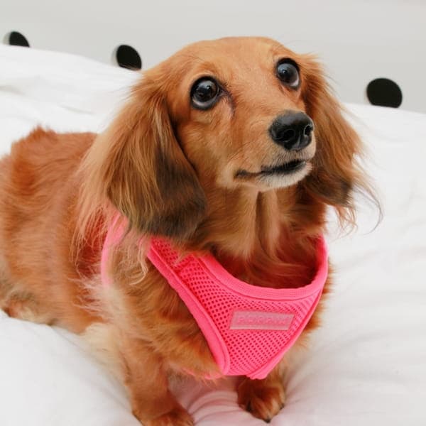 PUPPIA Mjuk neonrosa sele/väst Välj storlek: M