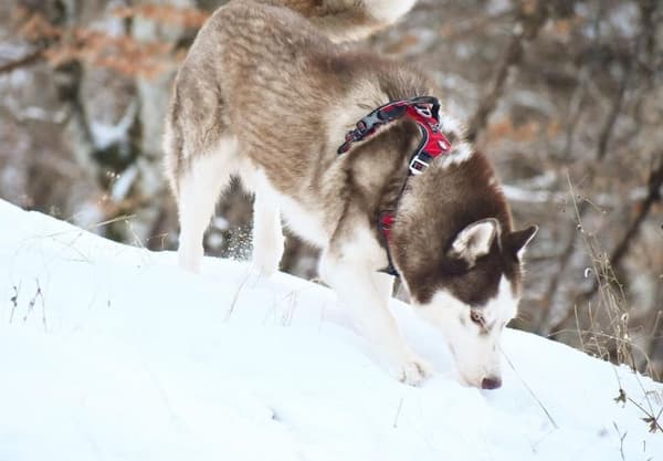 TrueLove Front Line PREMIUM Hundesele Rød Vælg størrelse: L