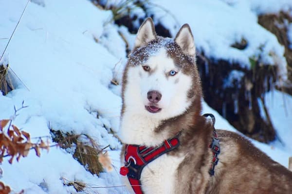 TrueLove Front Line PREMIUM Hundesele Rød Vælg størrelse: L