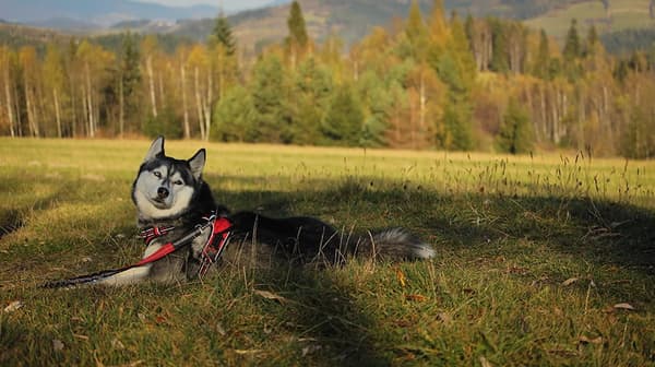 TrueLove Front Line PREMIUM Hundesele Rød Vælg størrelse: L